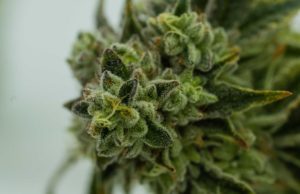 Researching THC Percentage, and its effects.
