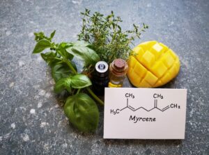 The myrcene terpine strand shown in concentrate, flower, and next to a sliced mango.