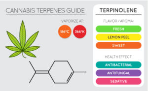 The terpinolene terpene diagram showing flavor profile and medical impacts.