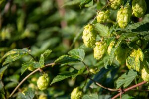 The humulene terpene shows up in cannabis, but also in hops.