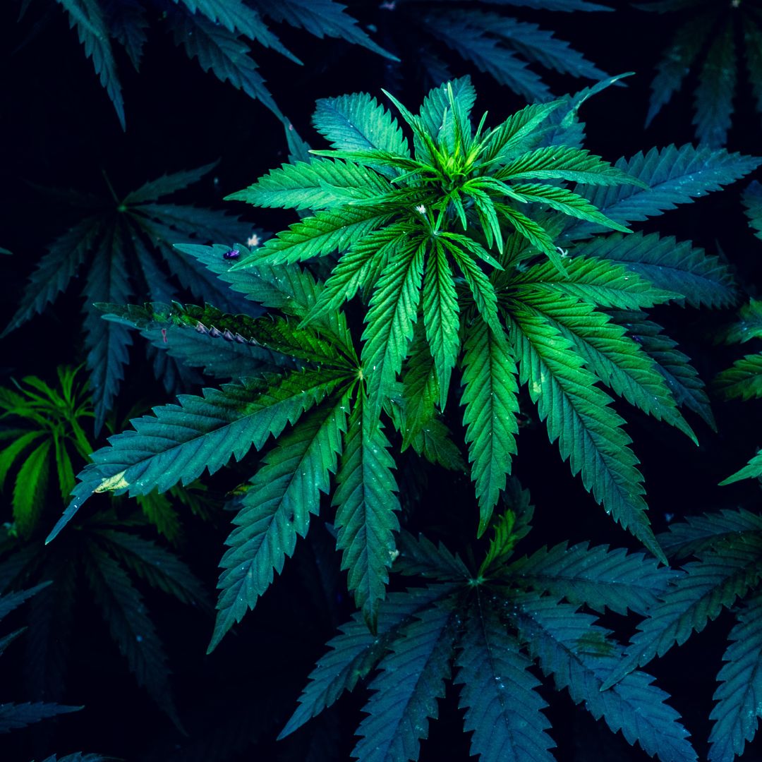 What Determines Cannabis Quality 