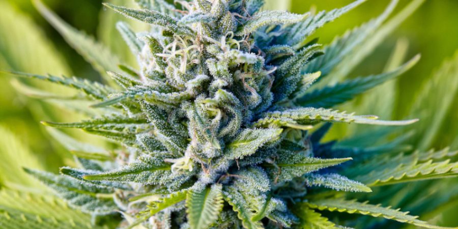 Blue Dream marijuana strain, flower closeup