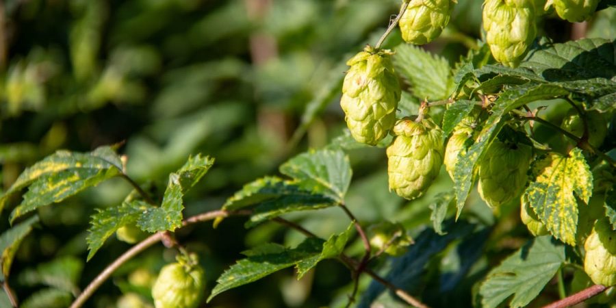 The humulene terpene shows up in cannabis, but also in hops.