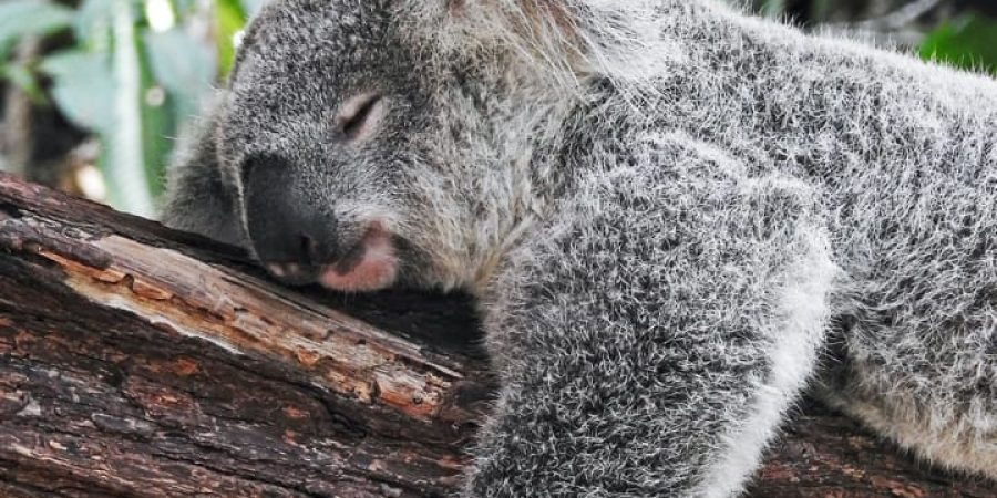 koala bear getting the best sleep, resting on a tree in comfort