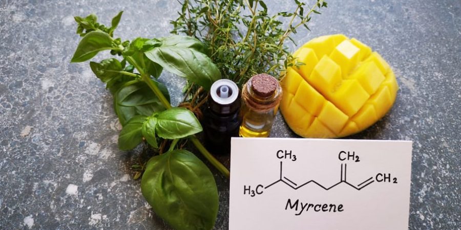 The myrcene terpine strand shown in concentrate, flower, and next to a sliced mango.