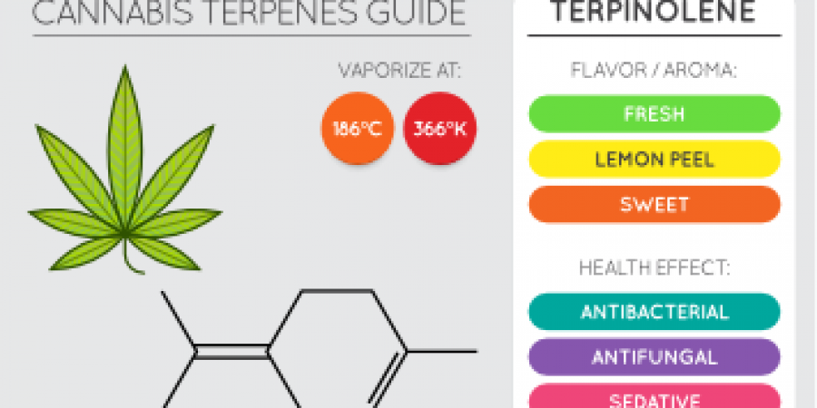 The terpinolene terpene diagram showing flavor profile and medical impacts.